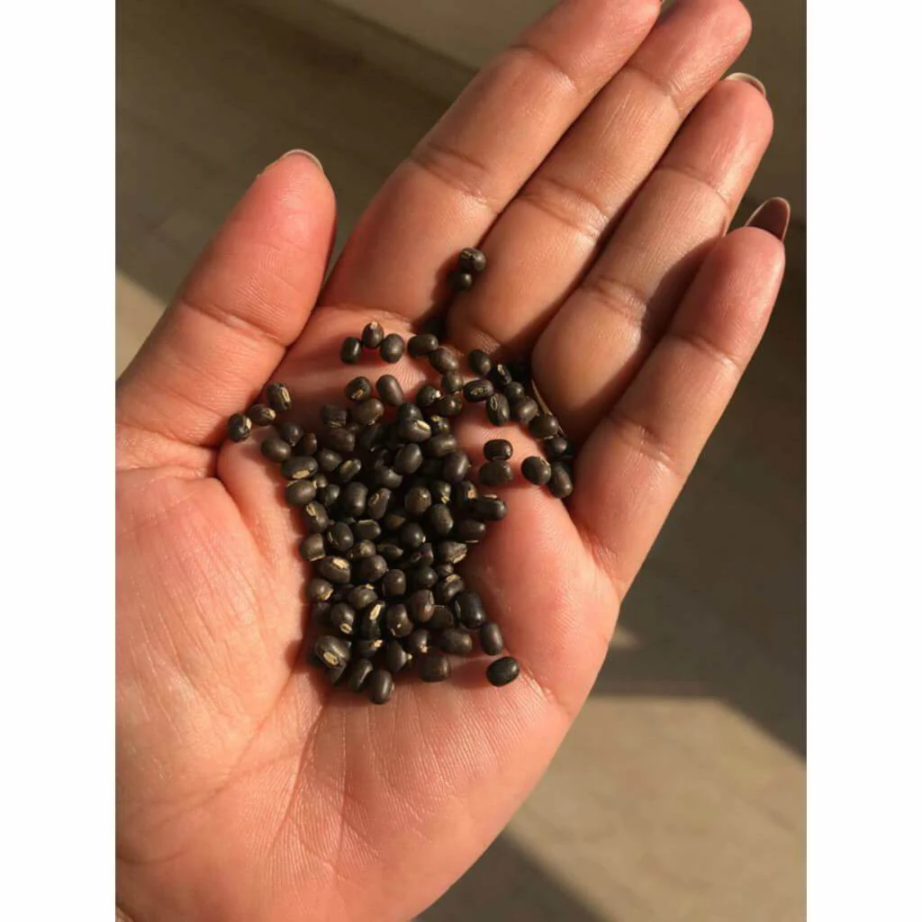 Balaayah Black Gram Bright Body Booster - With Sweet & Citrusy Aroma of Jasmine, Cardamom, Orange and Lemongrass - Image 15